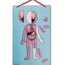 Janod Juego De Anatomia: Bodymagnet Best Sale