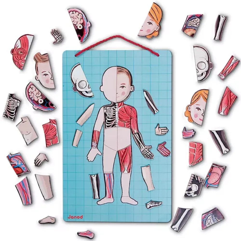 Janod Juego De Anatomia: Bodymagnet Best Sale