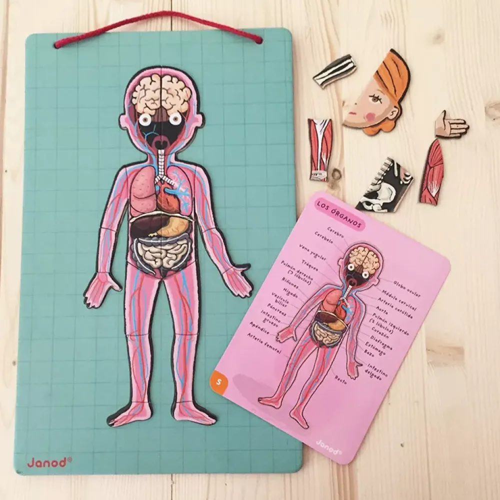 Janod Juego De Anatomia: Bodymagnet Best Sale