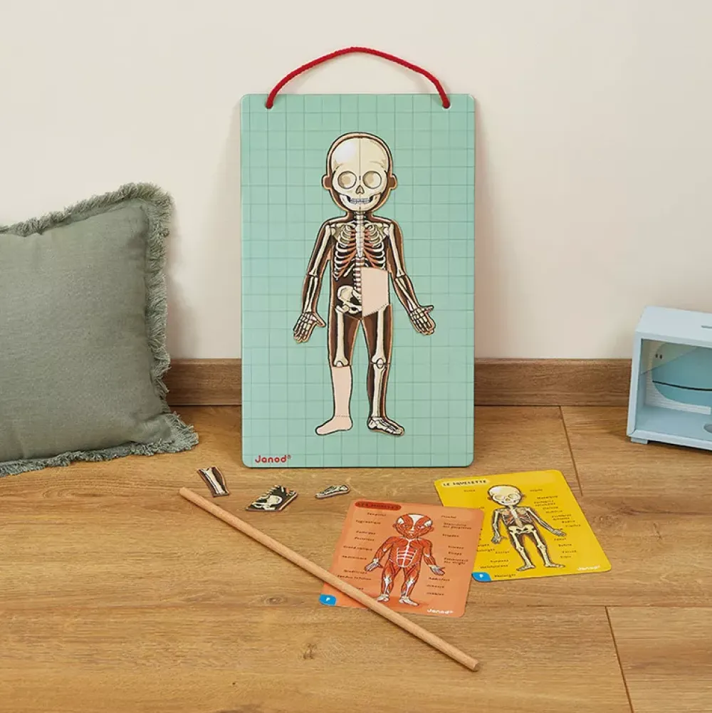 Janod Juego De Anatomia: Bodymagnet Best Sale