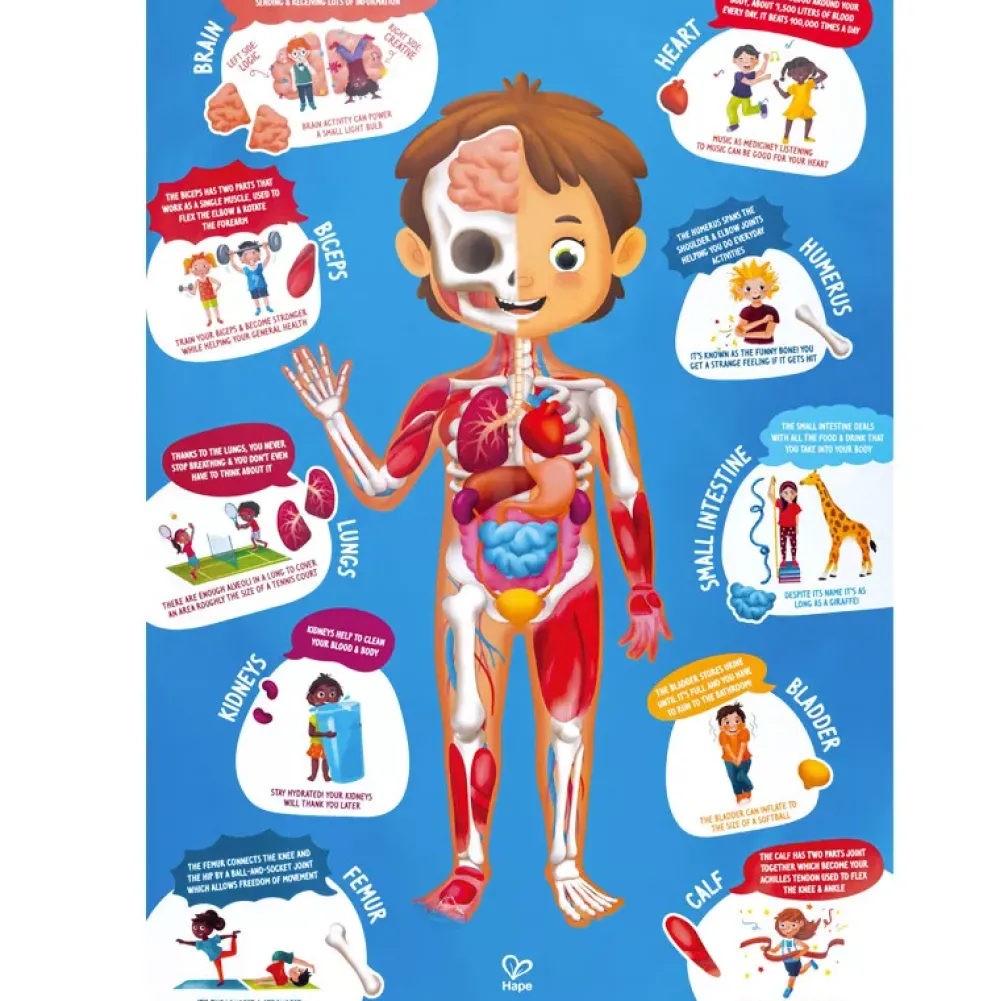 Hape Maletin Puzzle Cuerpo Humano Fashion